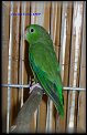 Papousicek vrabci zeleny 1,0 3